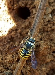 Paranthidium gabbii