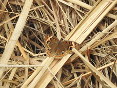 Junonia neildi varia