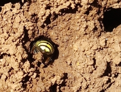Paranthidium gabbii