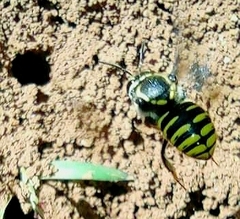 Paranthidium gabbii