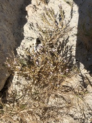 Chloropyron tecopense