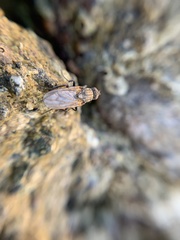 Sciomyzoidea