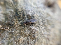 Sciomyzoidea