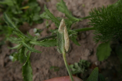 Scaptomyza graminum