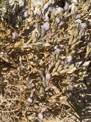 Chloropyron tecopense