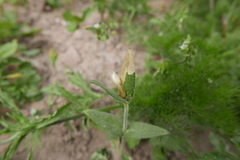 Scaptomyza graminum