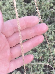 Tridens albescens