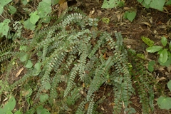 Pellaea rotundifolia