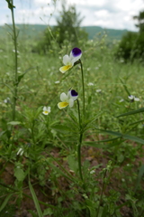 Viola arvensis megalantha