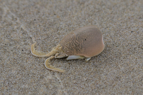 Atlantic Sand Crab, photo 3 of 10