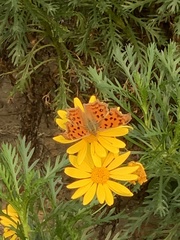 Polygonia c-aureum