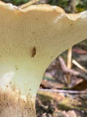 Polyporus radicatus