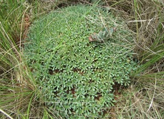 Euphorbia pulvinata