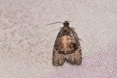 Asthenoptycha hemicryptana