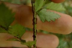 Polystichum oculatum
