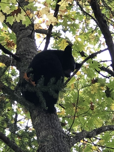 American Black Bear photographed in Wisconsin
