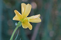 Oenothera affinis