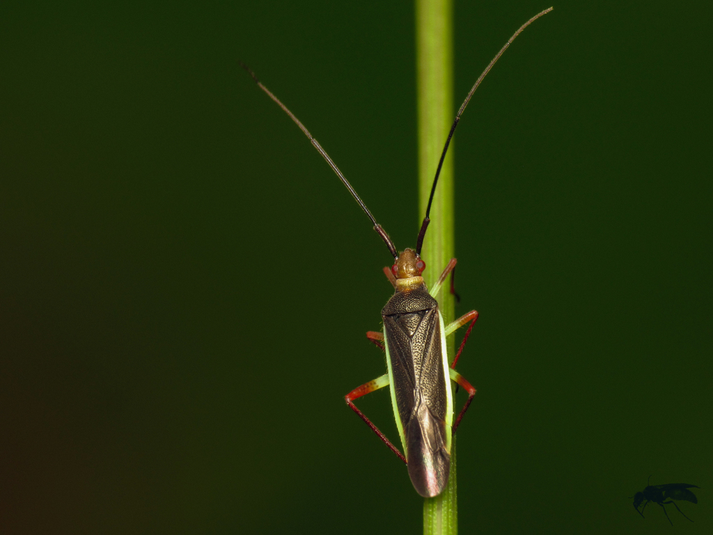 Neotropicomiris