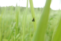 Cauchas fibulella
