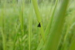 Cauchas fibulella