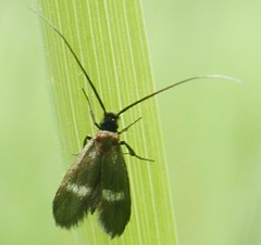 Cauchas fibulella