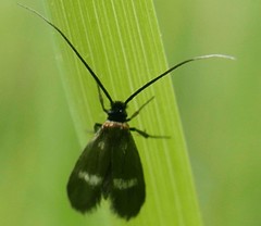 Cauchas fibulella