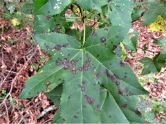 Cercospora liquidambaris