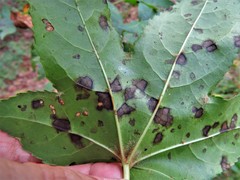 Cercospora liquidambaris
