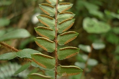 Pellaea rotundifolia