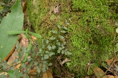 Asplenium hookerianum