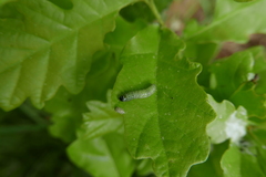 Tortrix viridana