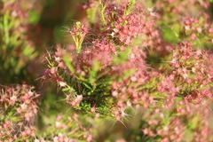 Calytrix exstipulata