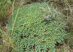 Euphorbia pulvinata