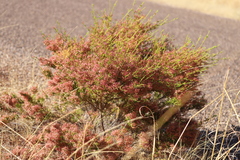 Calytrix exstipulata