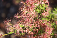 Calytrix exstipulata