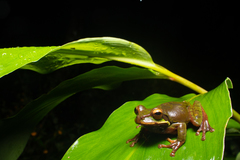 Smilisca cyanosticta