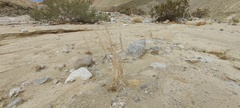 Lyrocarpa coulteri