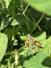 Brachystola behrensii