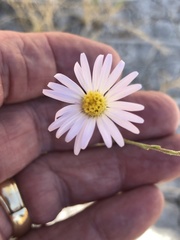 Almutaster pauciflorus