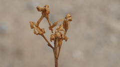 Lyrocarpa coulteri