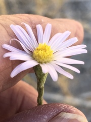 Almutaster pauciflorus