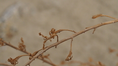 Lyrocarpa coulteri