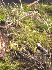 Rhytidiadelphus squarrosus