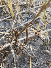 Almutaster pauciflorus