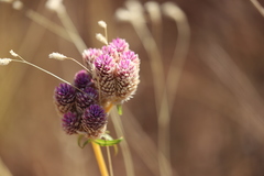 Gomphrena flaccida