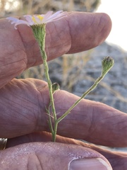 Almutaster pauciflorus