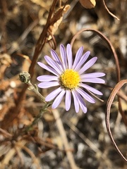 Almutaster pauciflorus