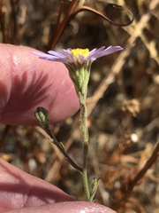 Almutaster pauciflorus