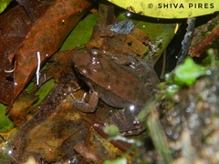 Crossodactylus gaudichaudii