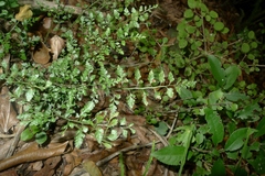 Asplenium hookerianum